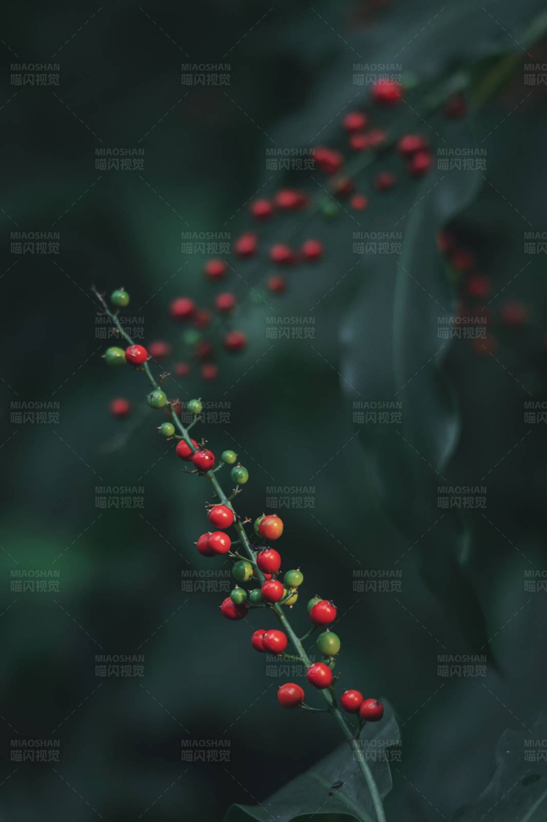 红果绿叶 自然之美图片