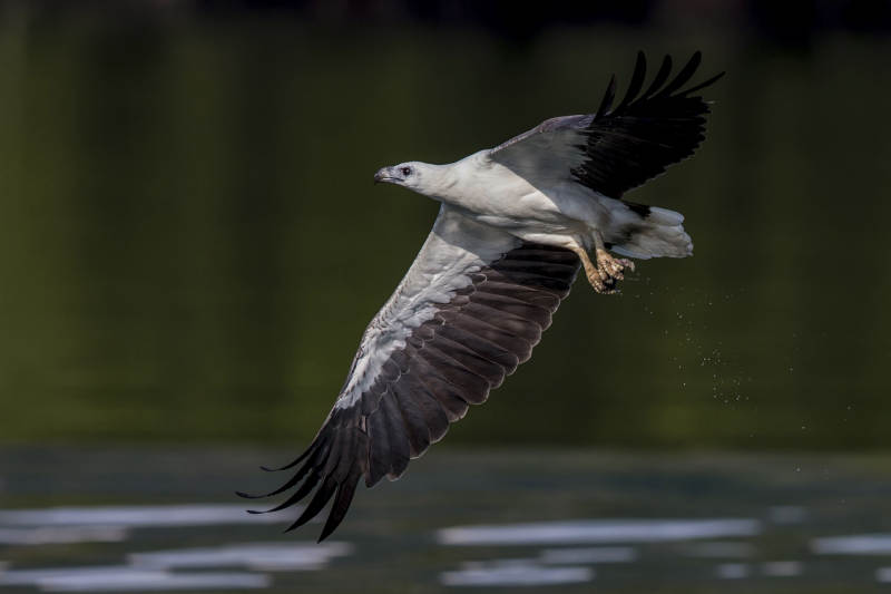 白腹海鹰翱翔水面图片