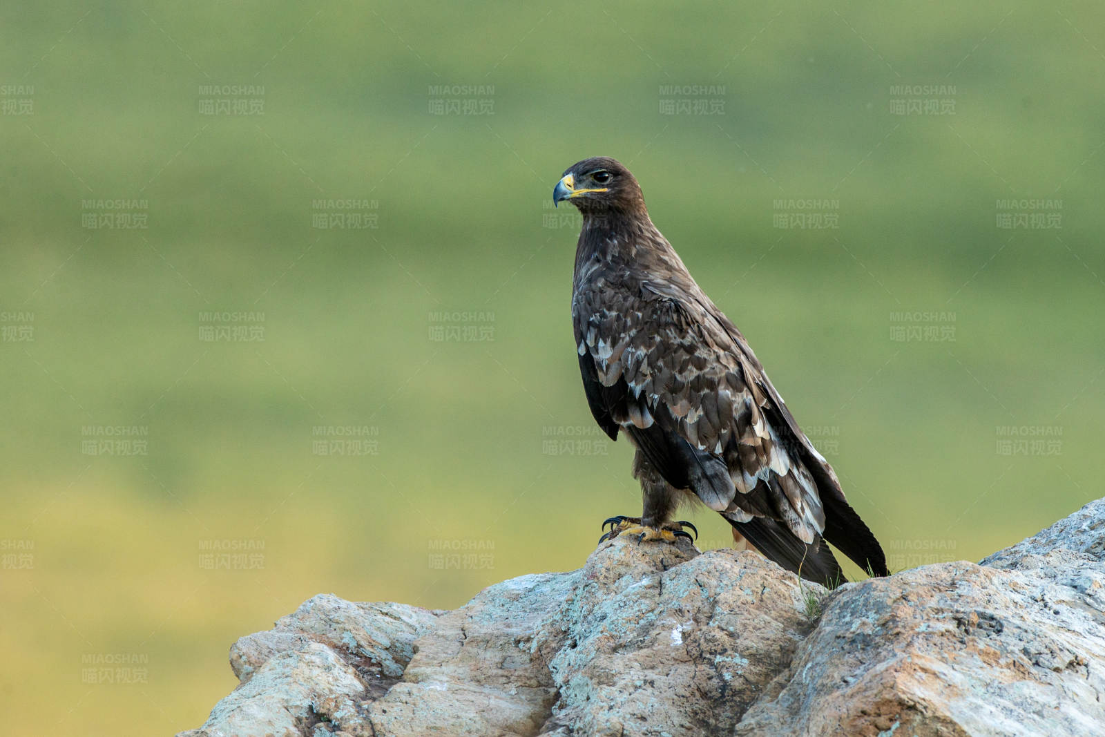 雄鹰栖石图片