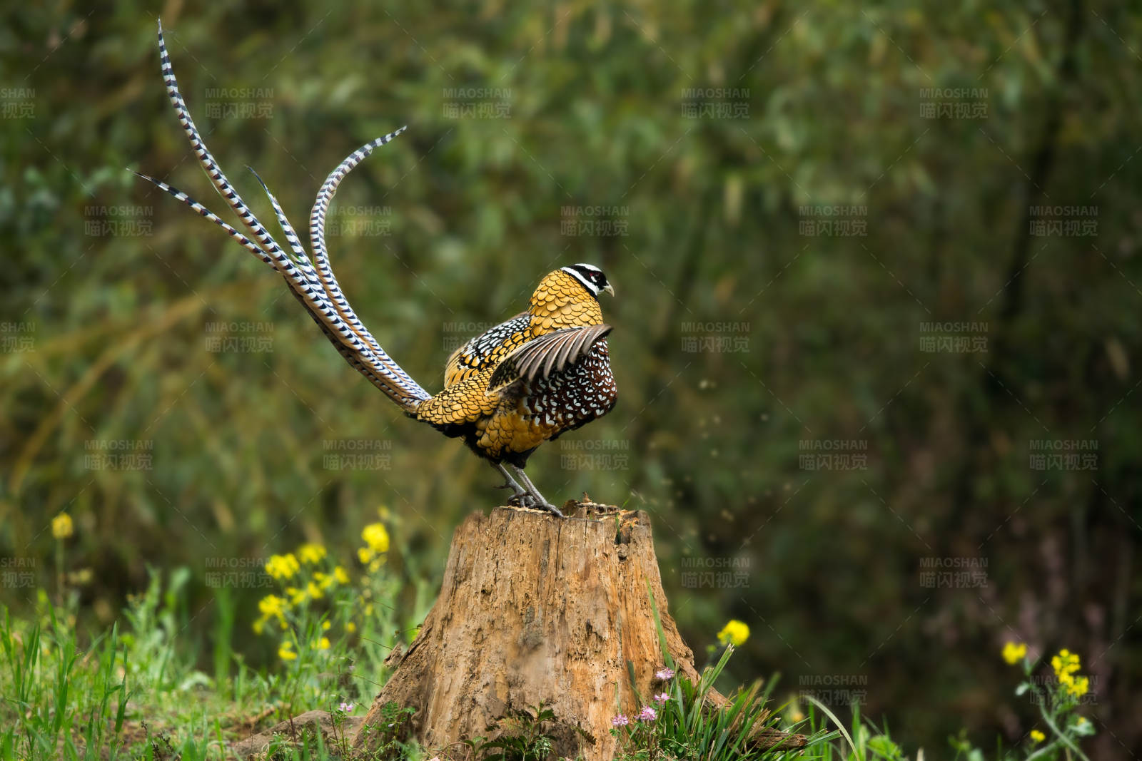 华丽雉鸡展翅舞图片