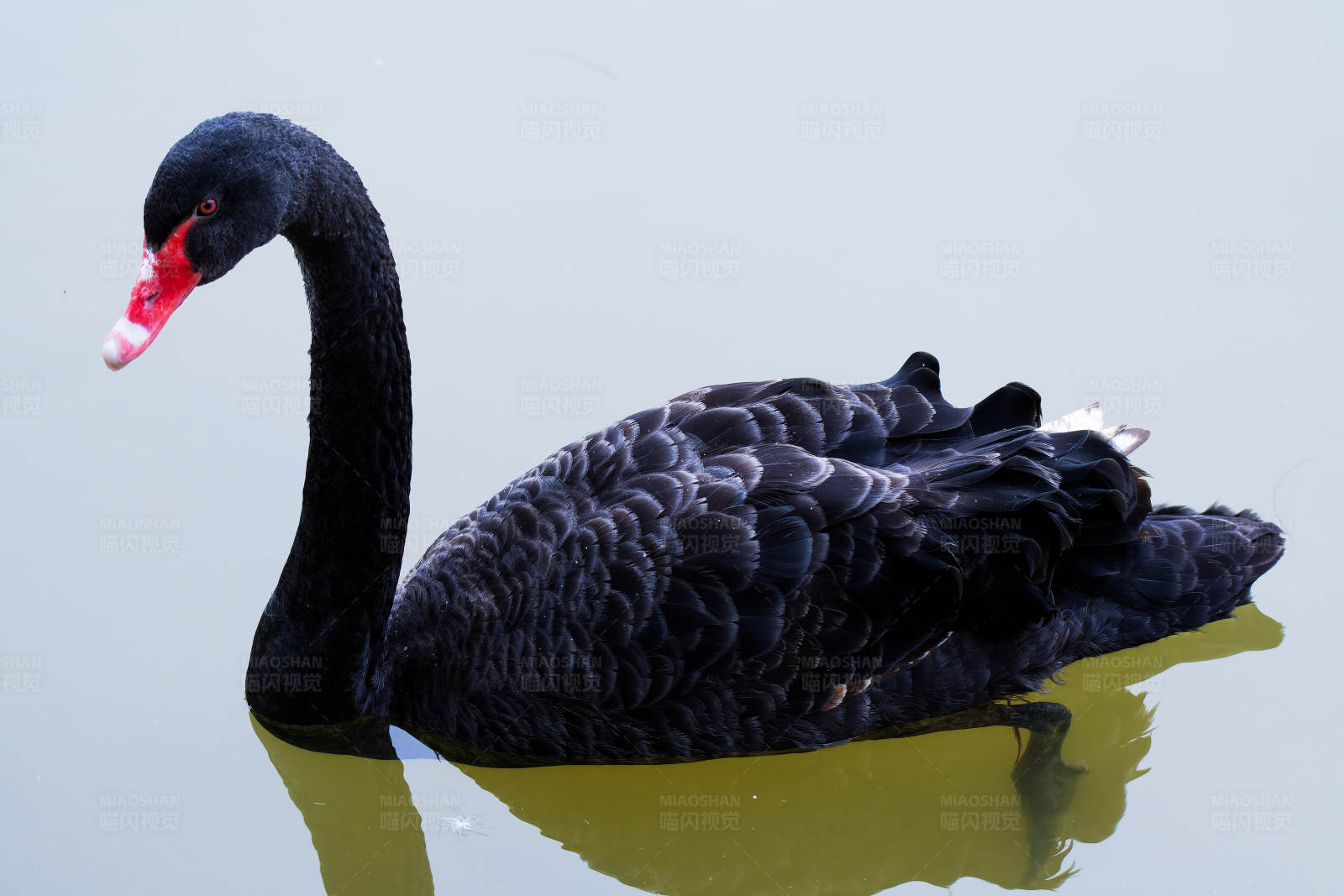 黑天鹅湖中游图片
