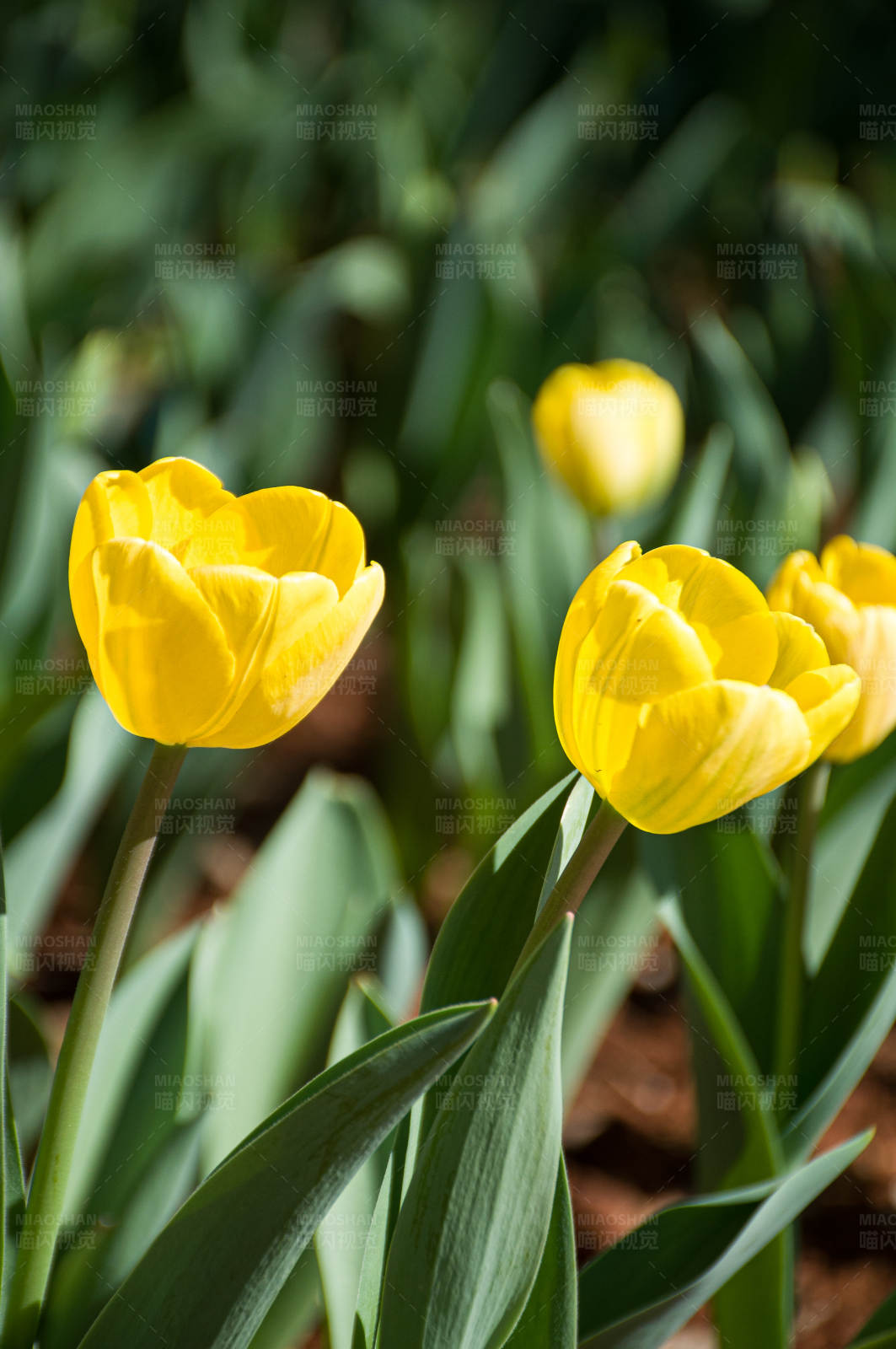 黄色郁金香的春天图片
