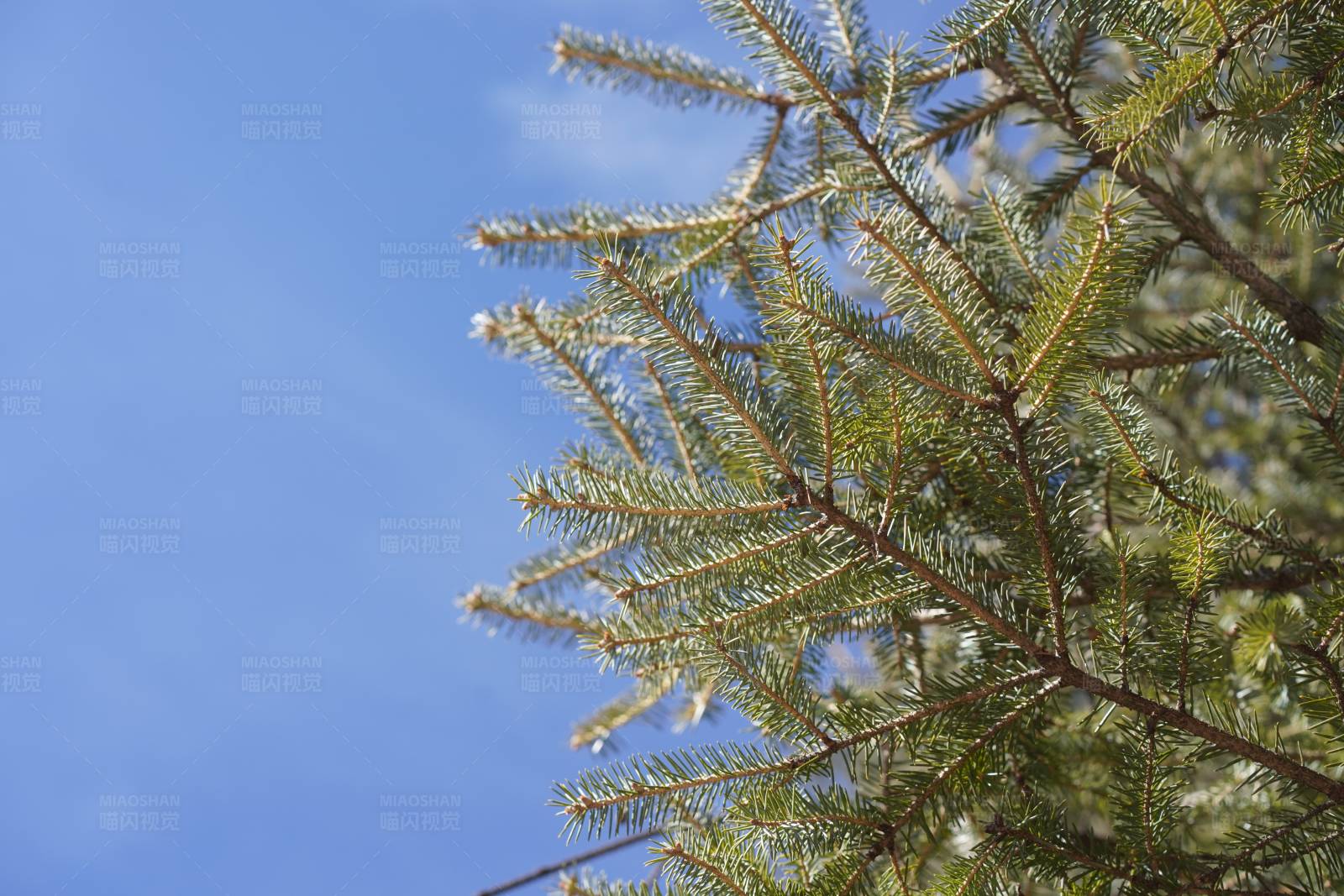 松树枝头映蓝天图片