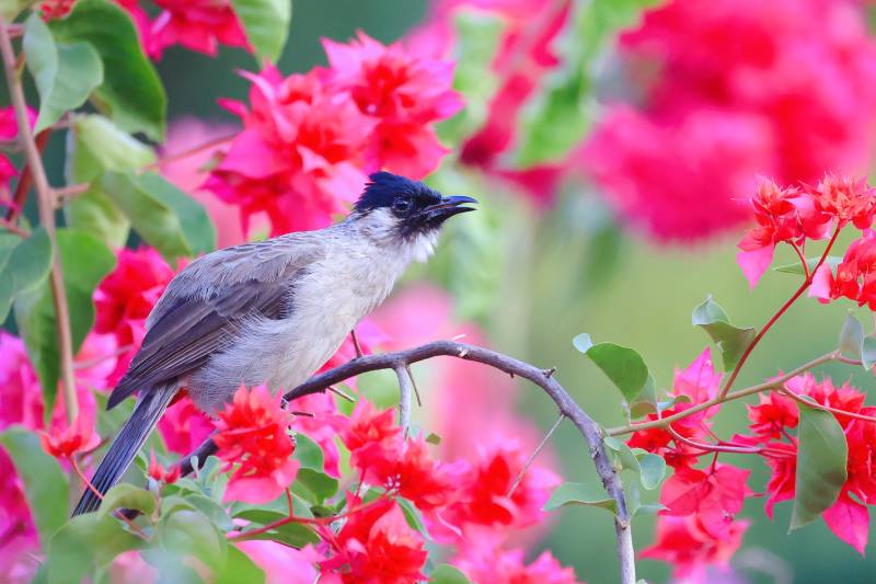 鸟语花香  西双版纳图片