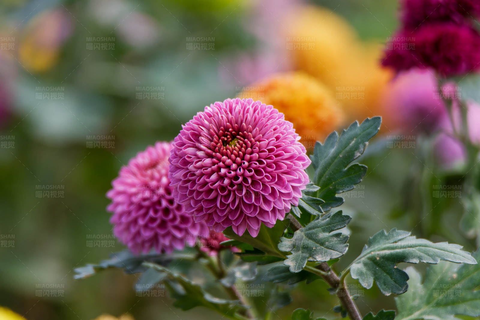 粉色菊花绽放图片