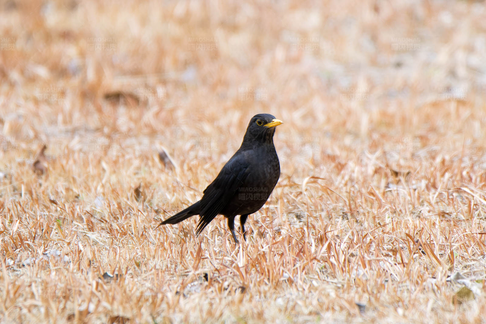 乌鸫田野间图片