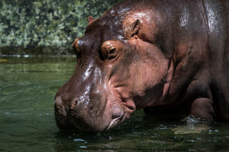水中沉思的河马图片