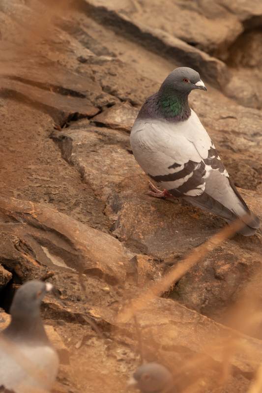 岩鸽栖息于石壁之上图片
