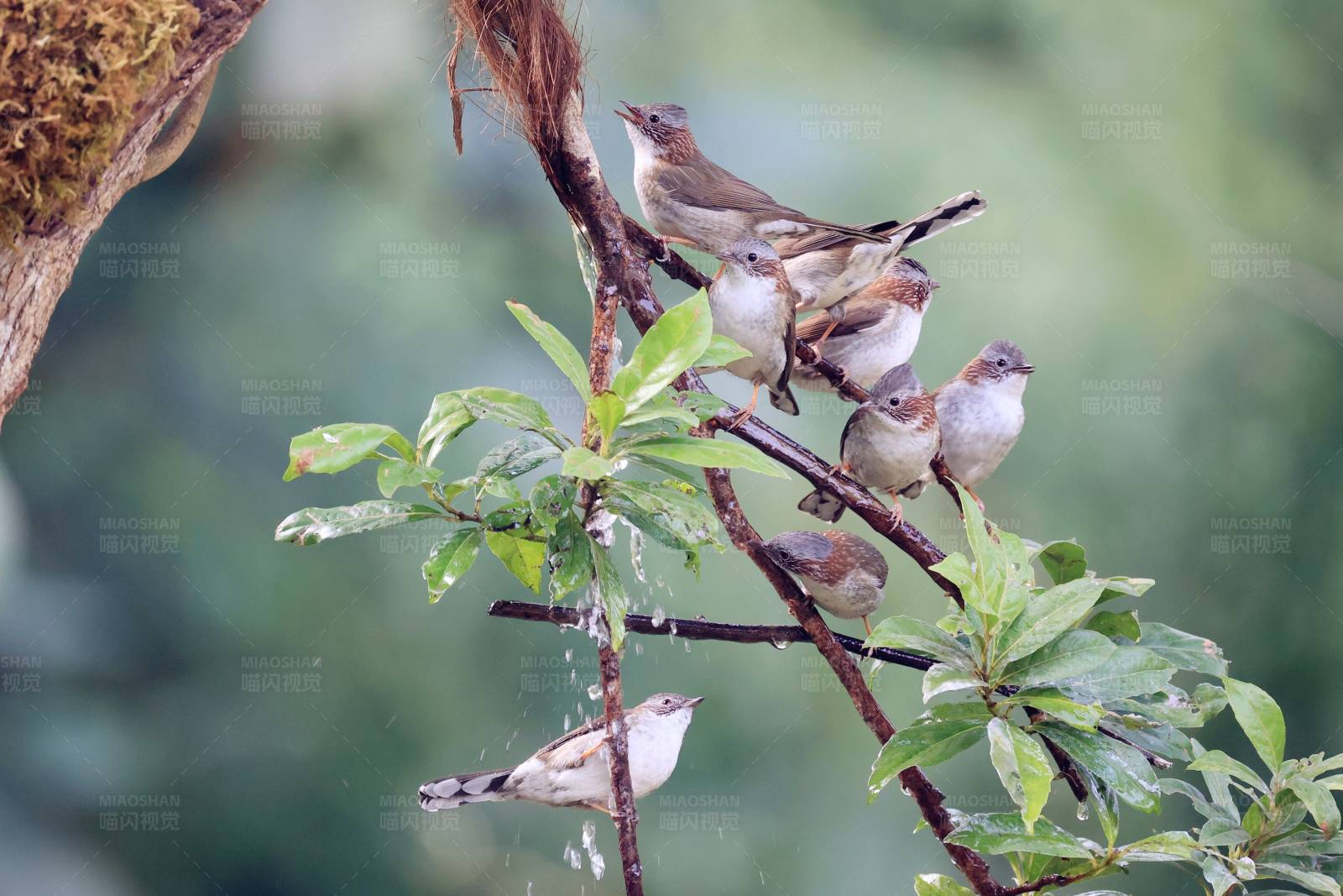 栗颈凤鹛 南宁良凤江公园图片