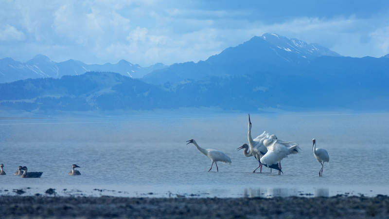 湖畔天鹅与鹤共舞图片