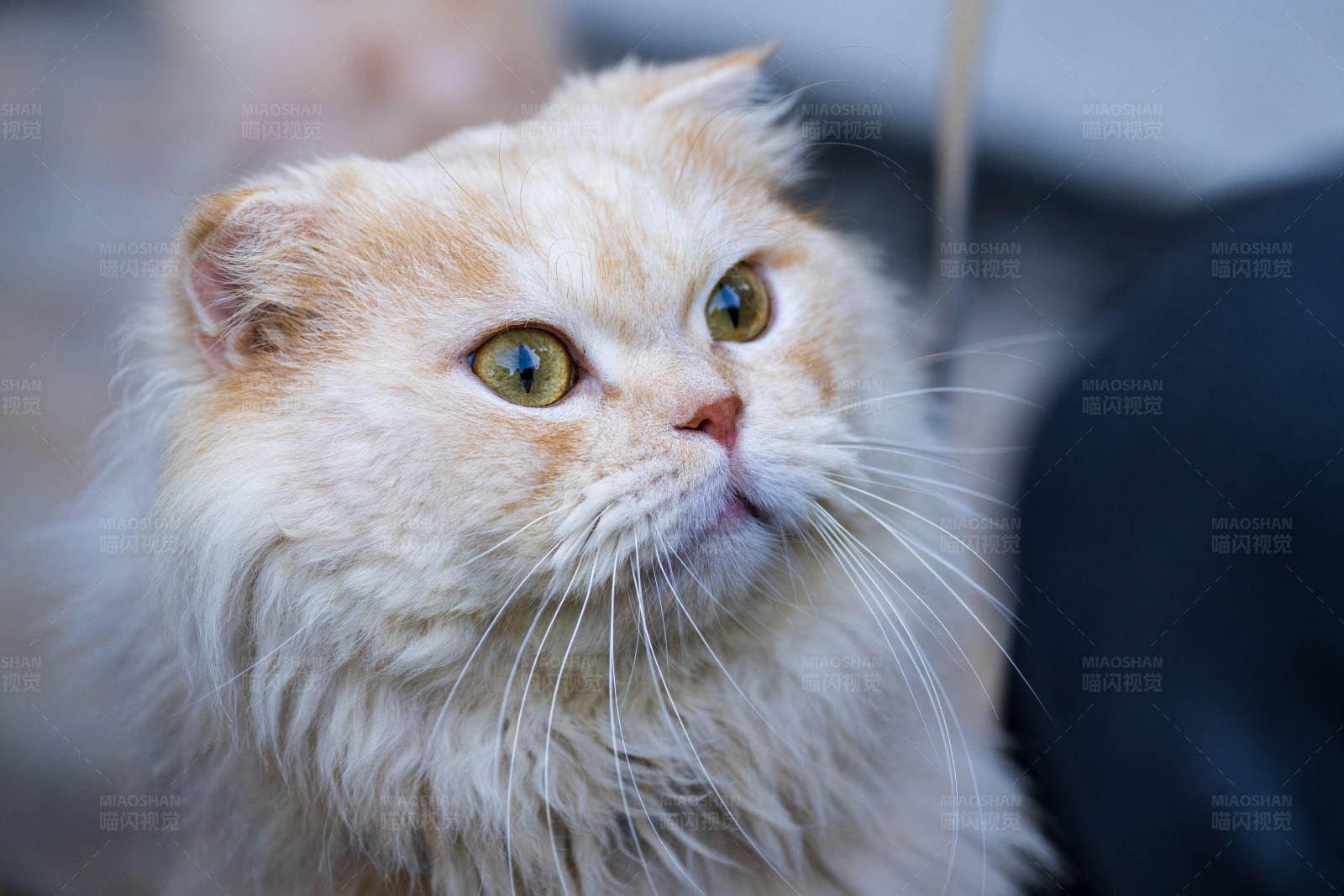 湿漉漉的猫咪图片