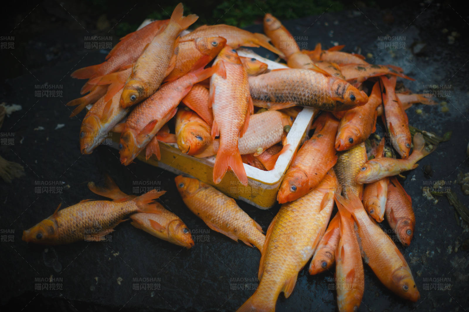 新鲜捕捞的橙色鱼类图片