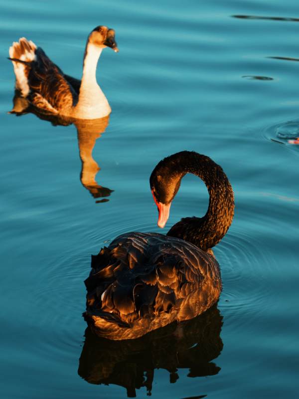 湖中黑天鹅与鹅共游图片