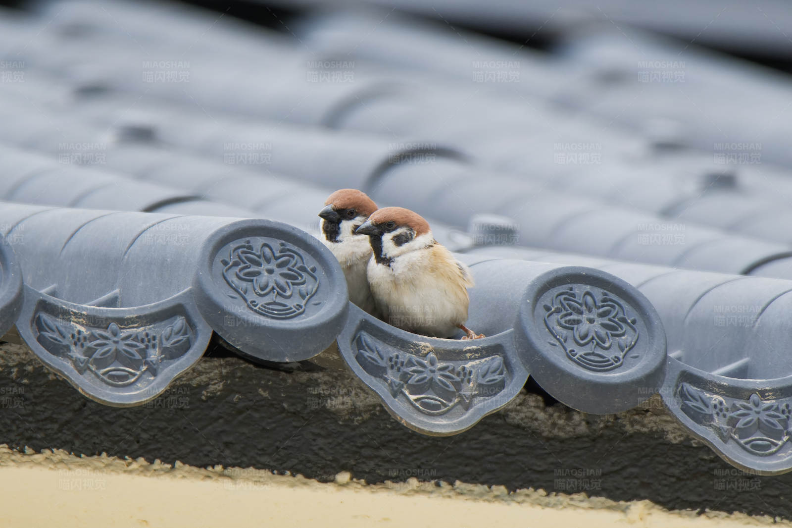 屋顶上的小鸟依偎图片