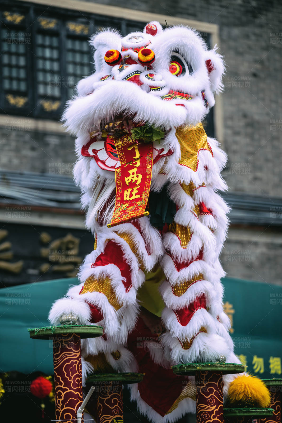 舞狮表演庆新春图片