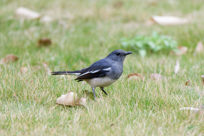 草地上的鹊鸲图片