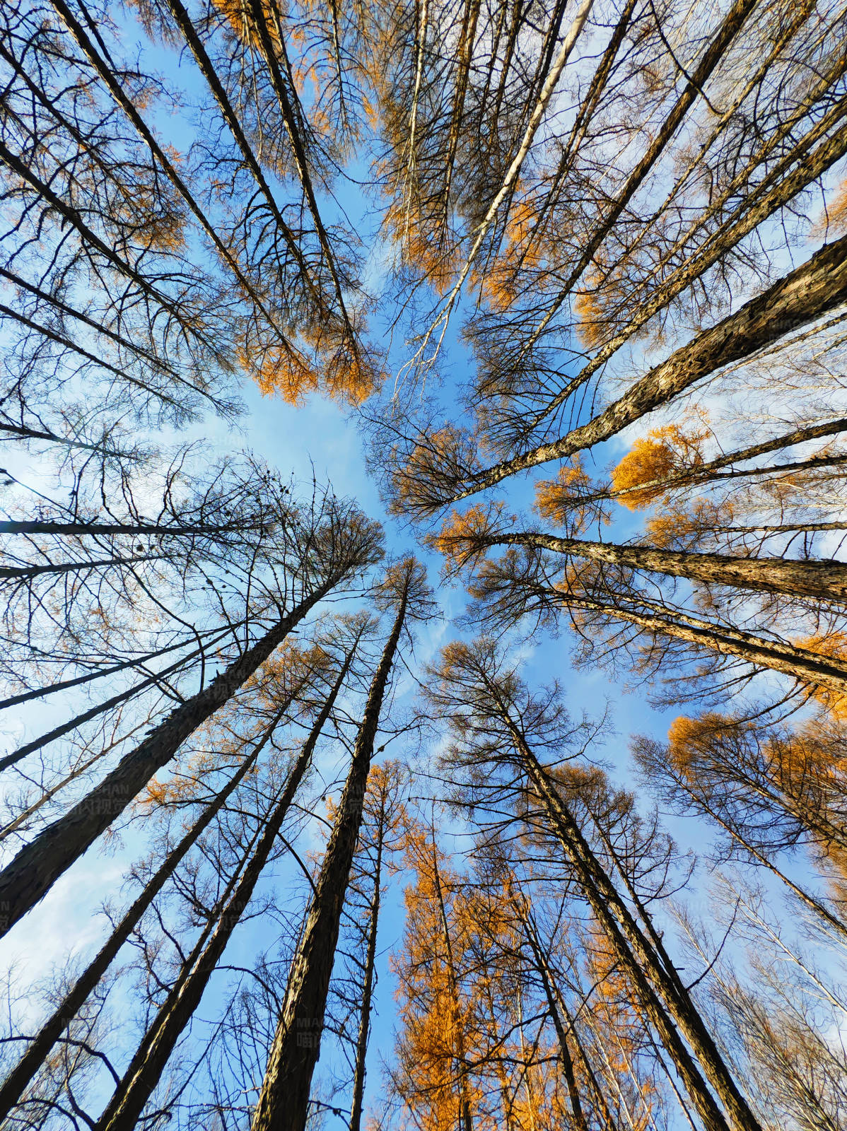 仰望秋日的树梢图片