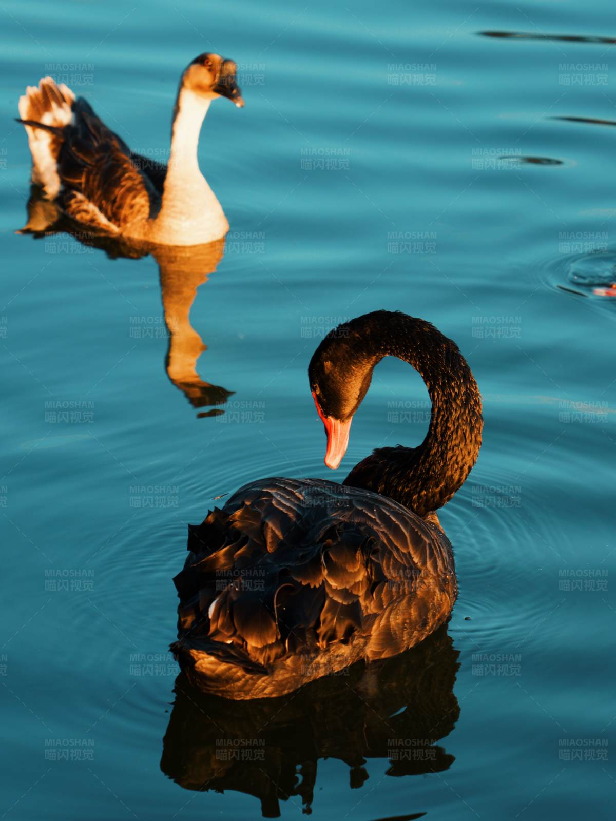 湖中黑天鹅与鹅共游图片