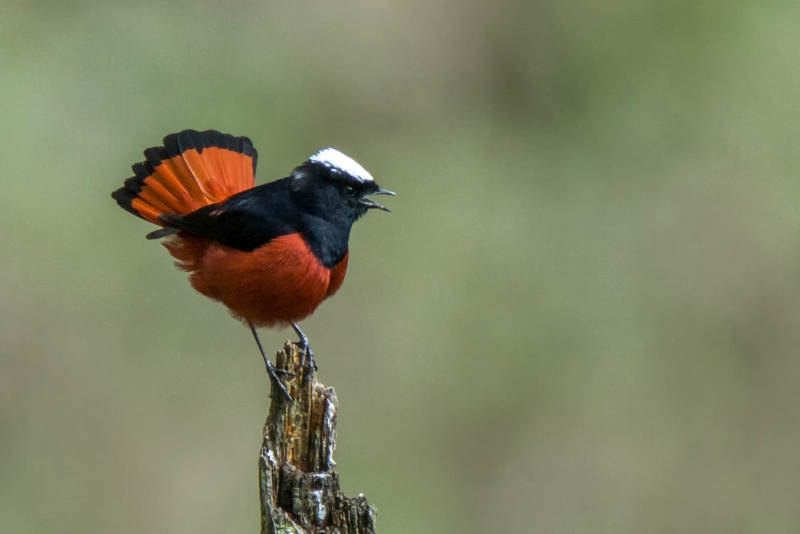 白顶溪鸲展翅歌唱图片