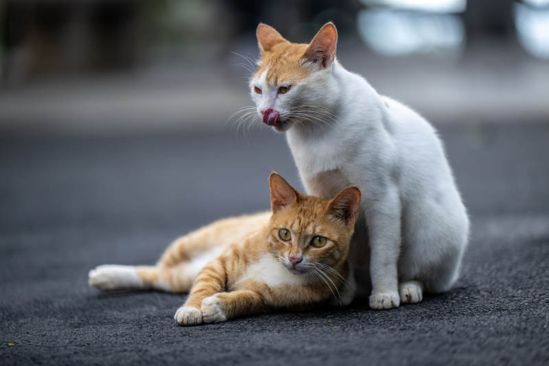 两只猫咪的温馨时刻图片