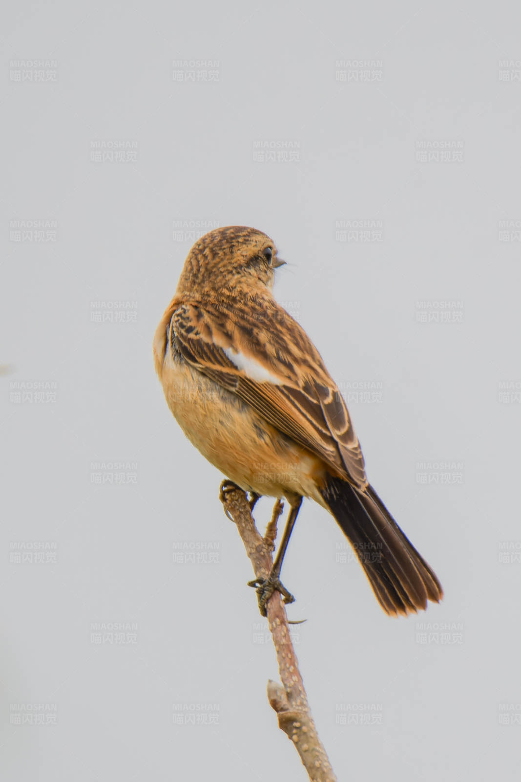 东亚石䳭栖息在树枝上图片