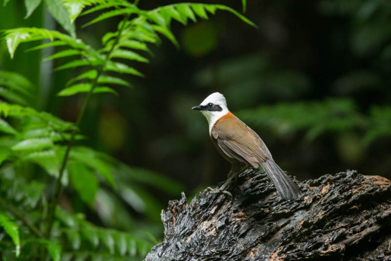 林中白头小鸟图片