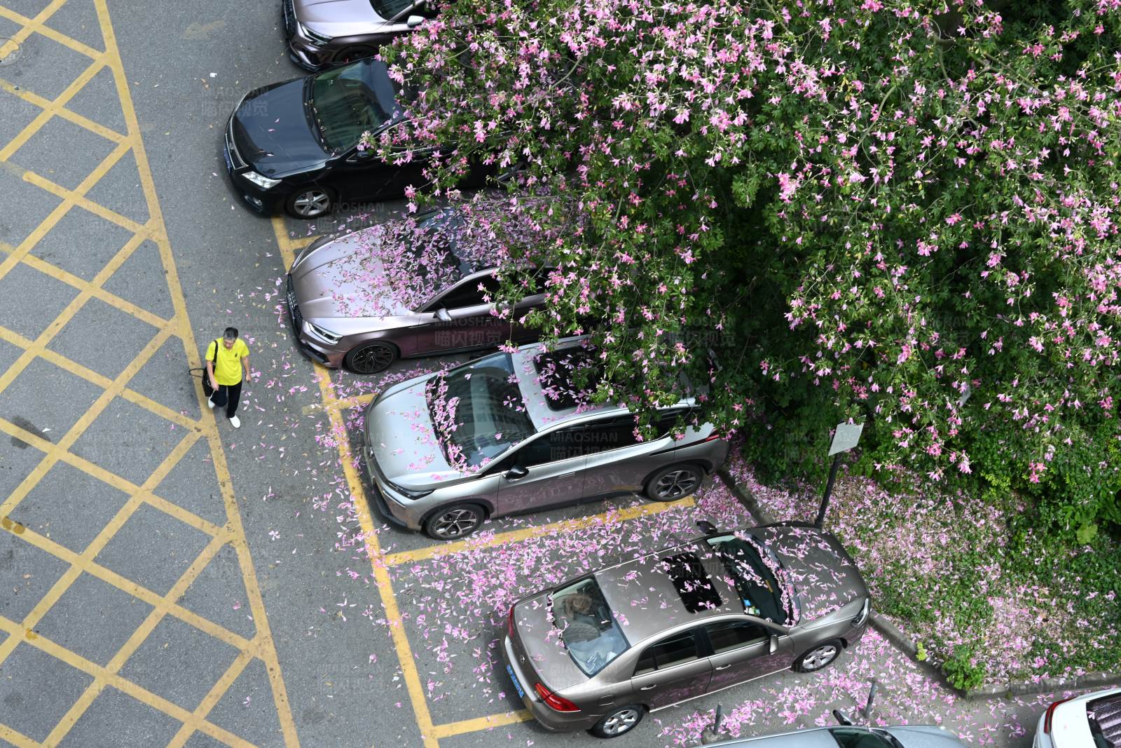 花落知多少图片