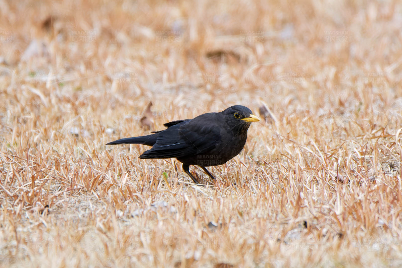黑鸟栖息于金黄田野图片