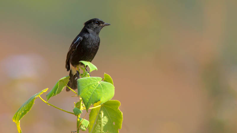 白斑黑石䳭鸟栖息绿叶间图片