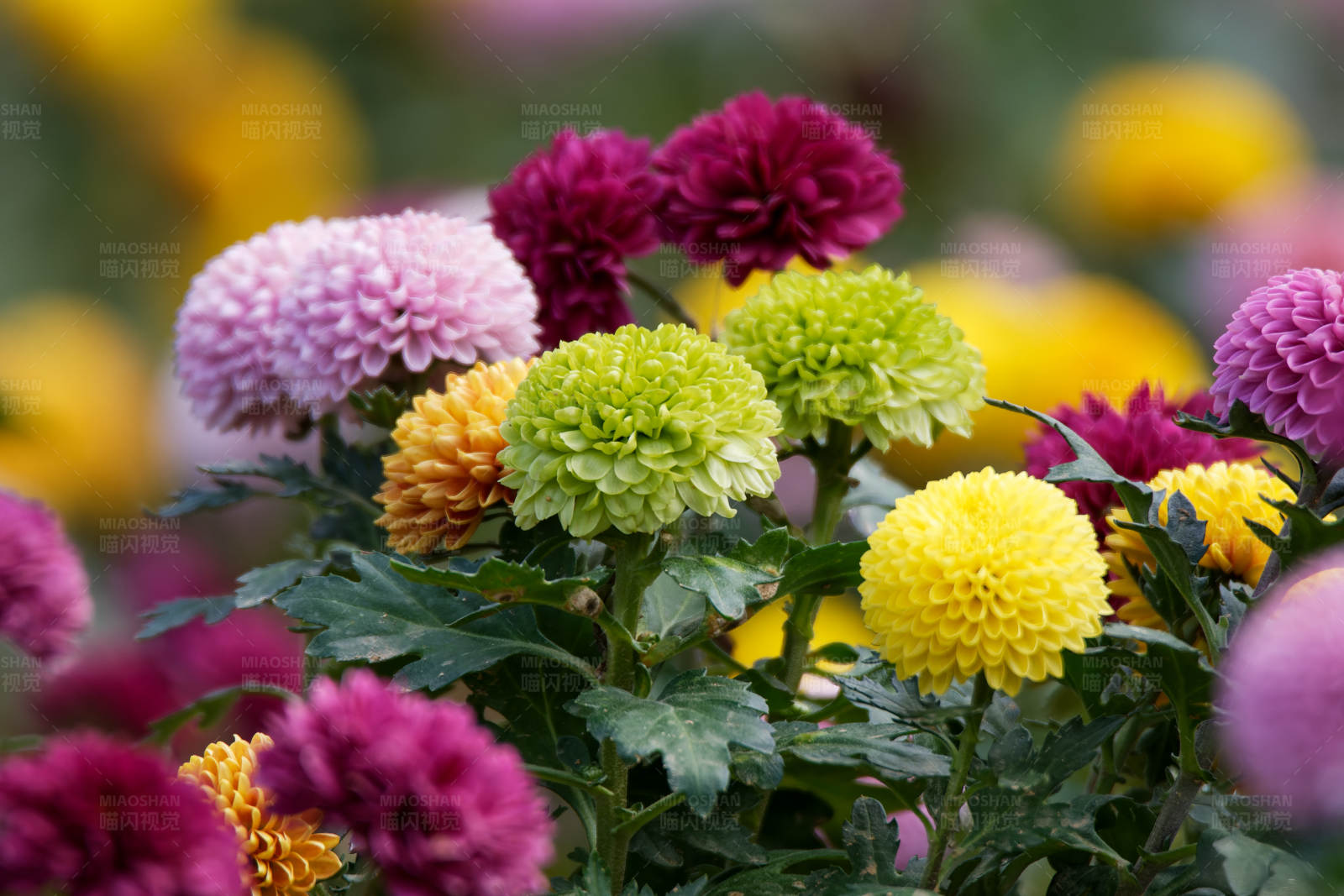 菊花绽放 色彩斑斓图片