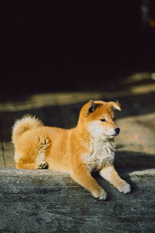 阳光下的小狗图片
