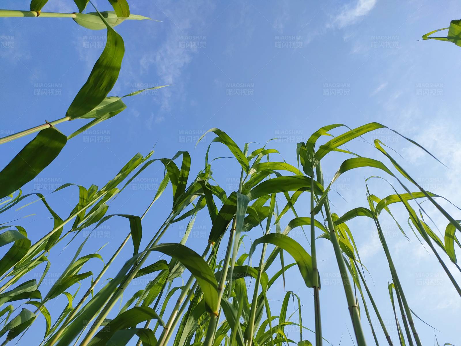 青苗蓝天图片