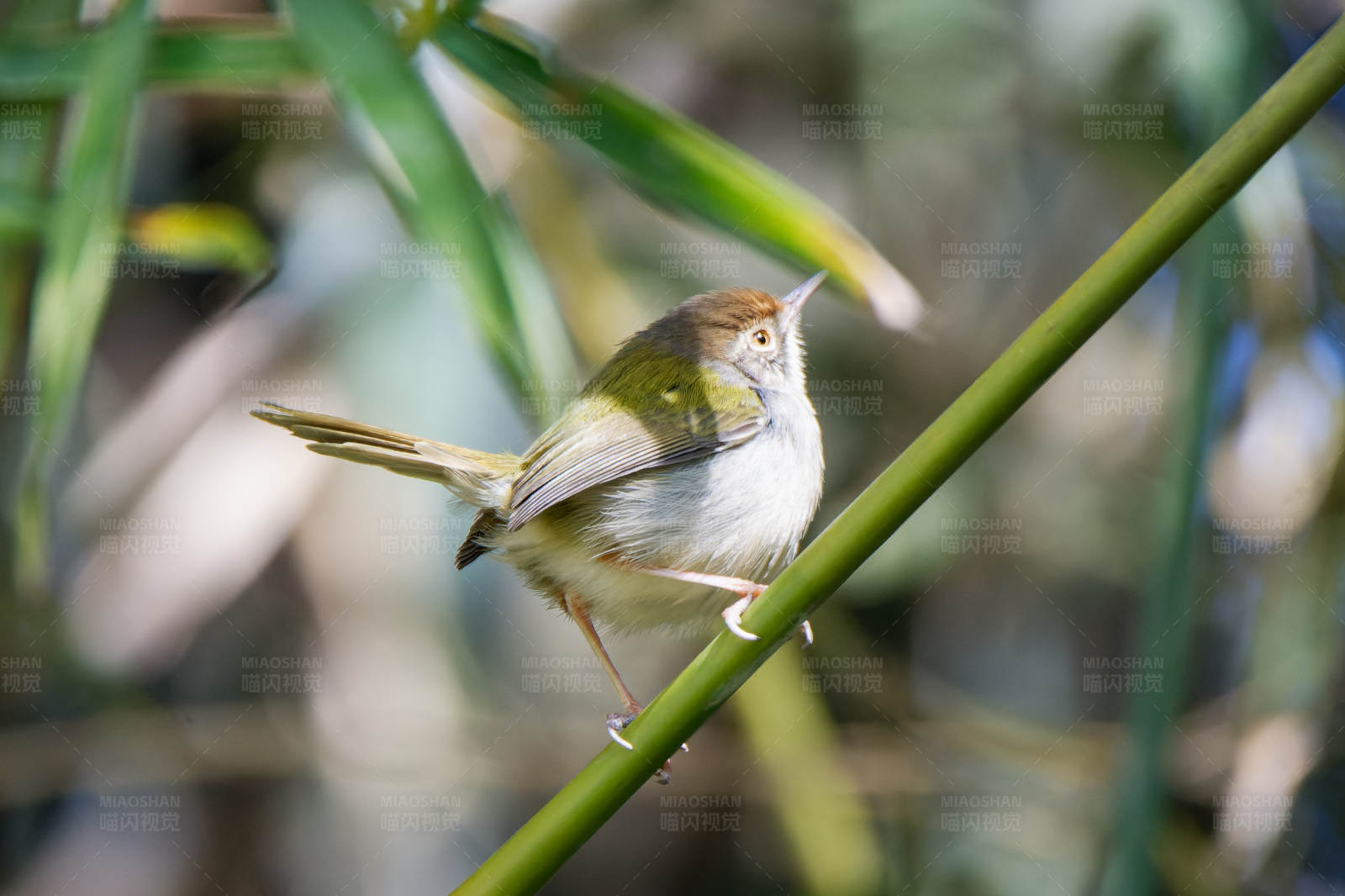 长尾缝叶莺栖息在绿叶间图片