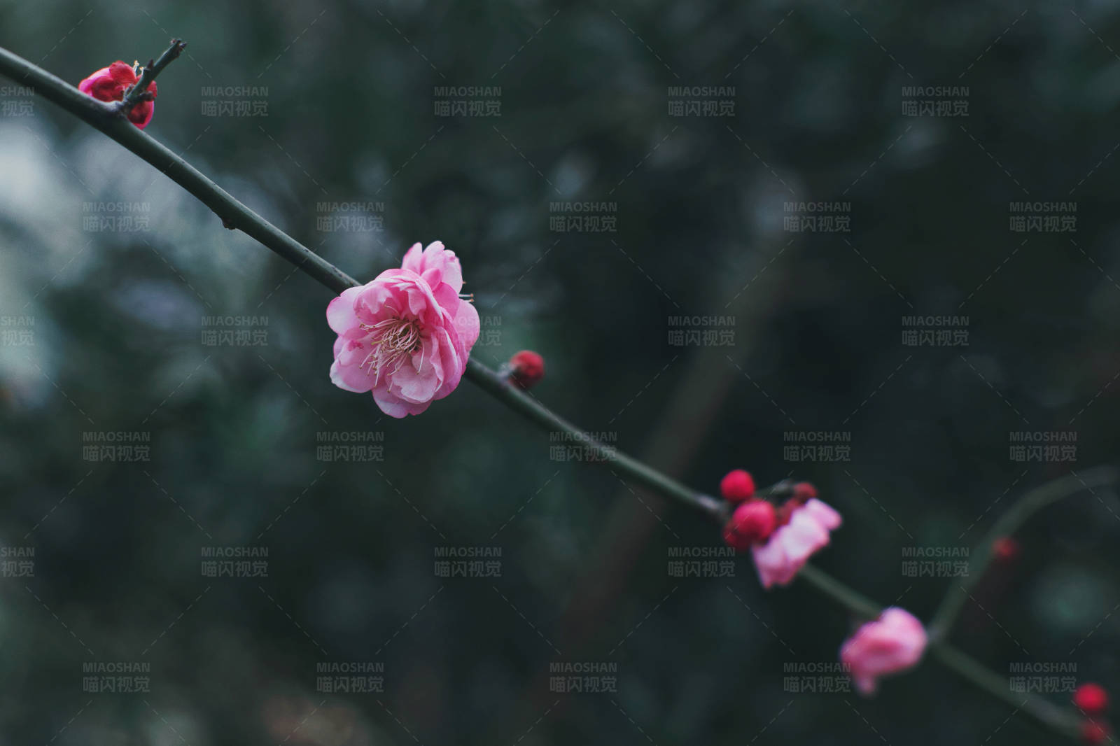 冬日梅花绽放图片