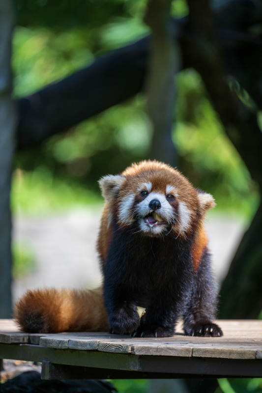小熊猫的悠闲时光图片