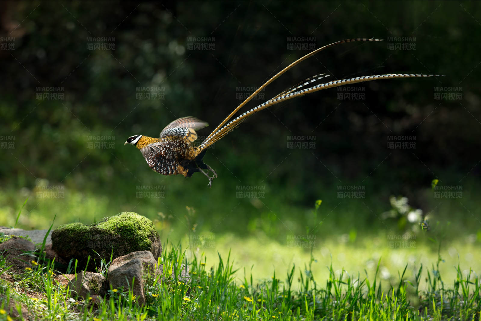 飞舞的白冠长尾雉图片