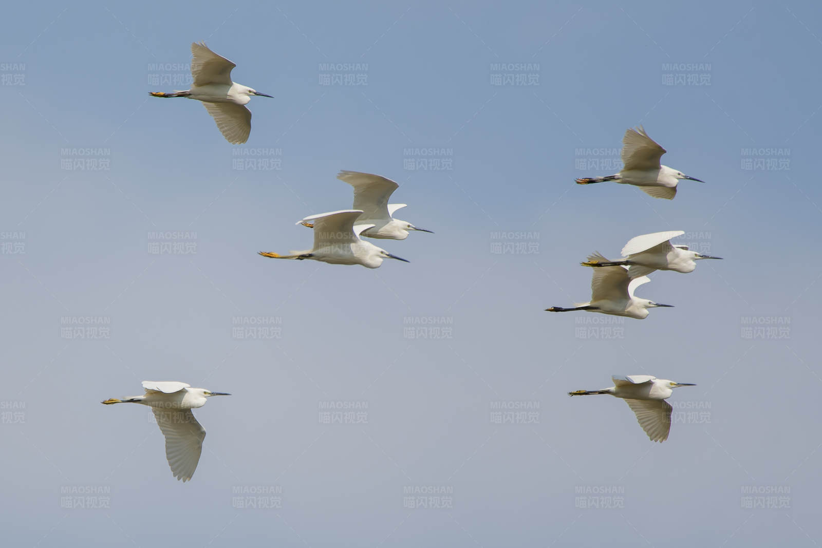 白鹭群飞图片