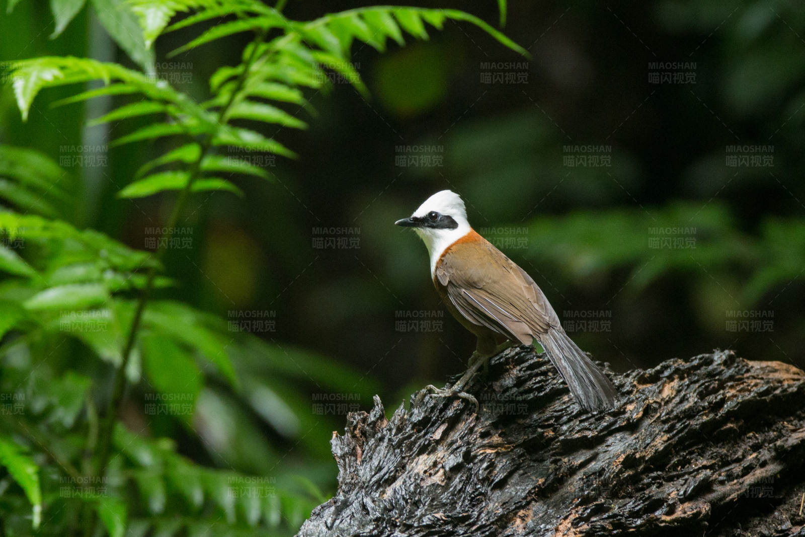林中白头小鸟图片