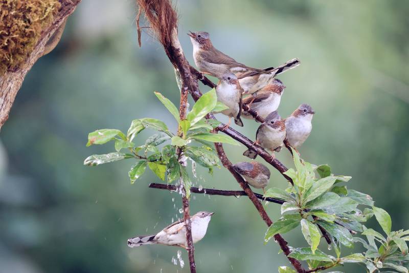 栗颈凤鹛 南宁良凤江公园图片