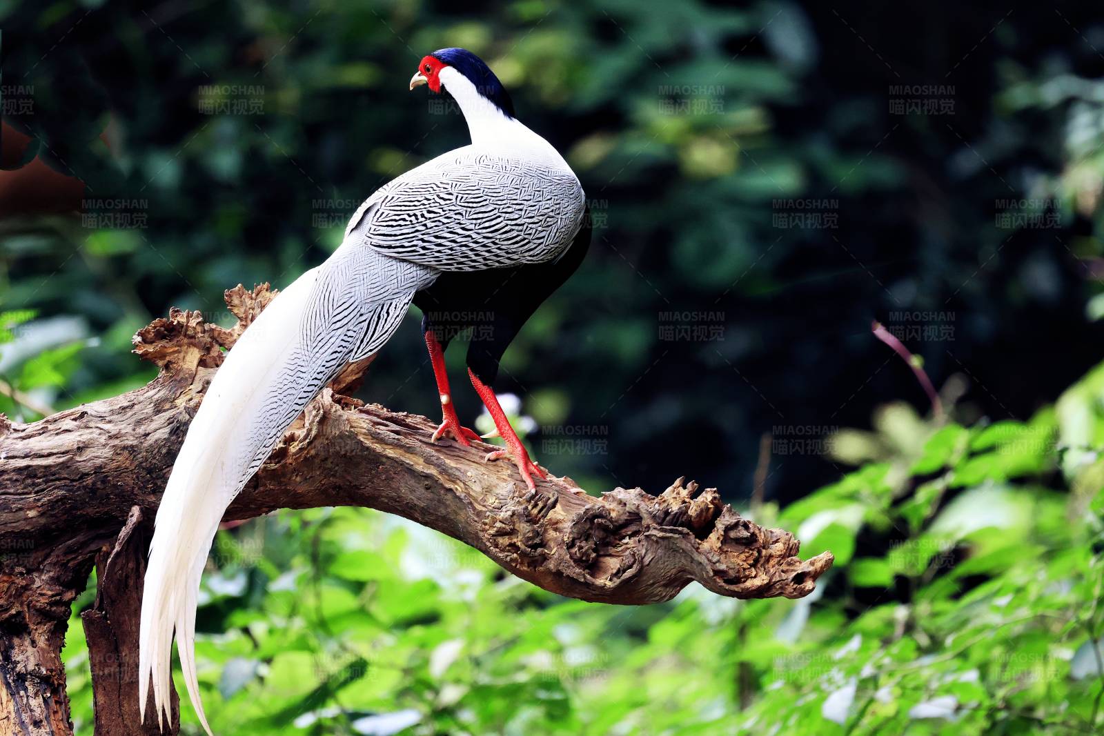 白鹇 云南普洱图片