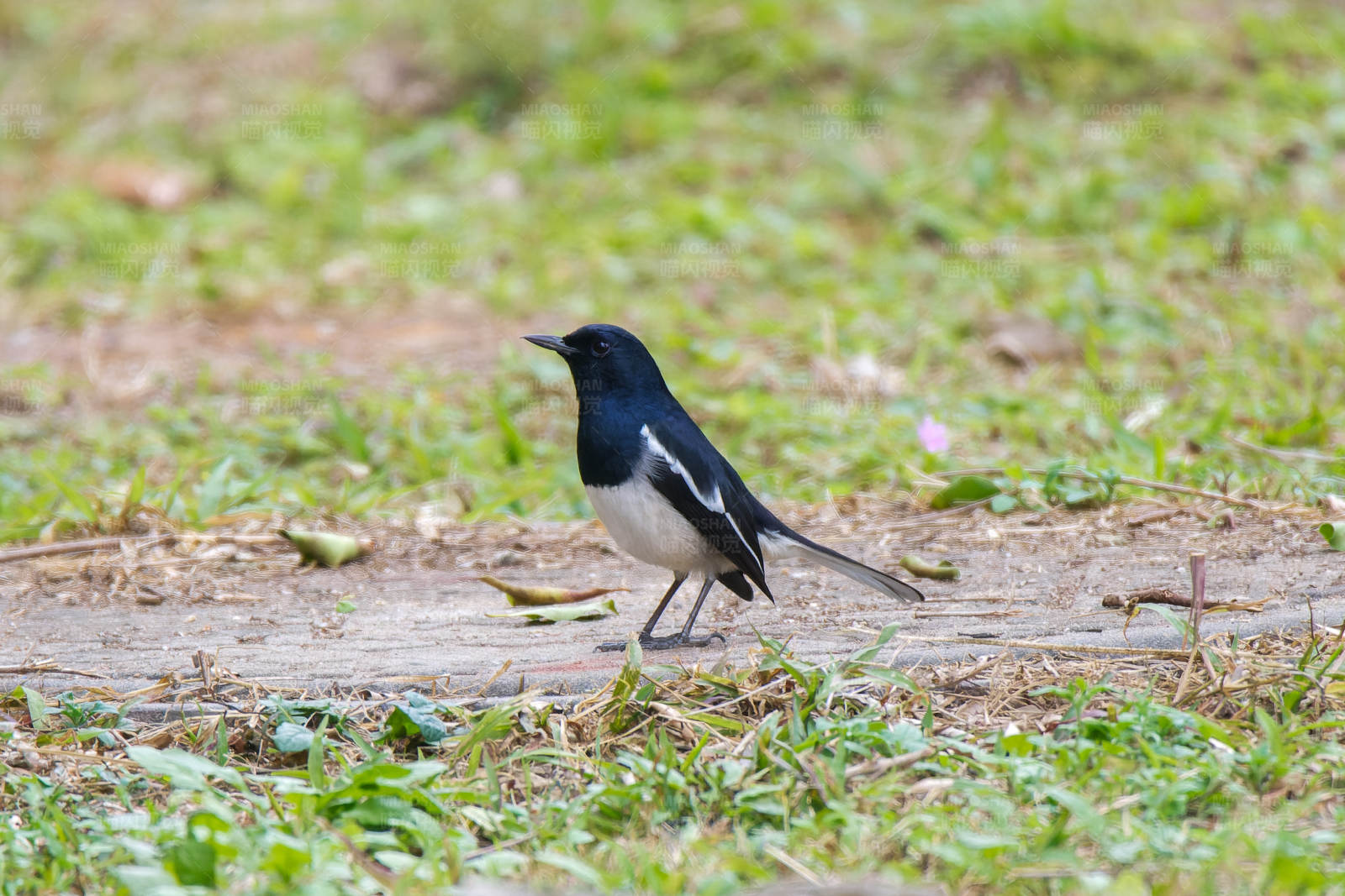 鹊鸲栖息在草地上图片