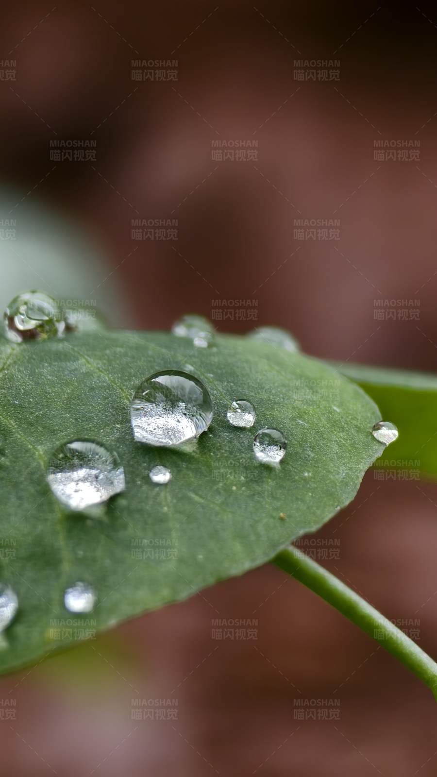 雨后绿叶上的水珠图片