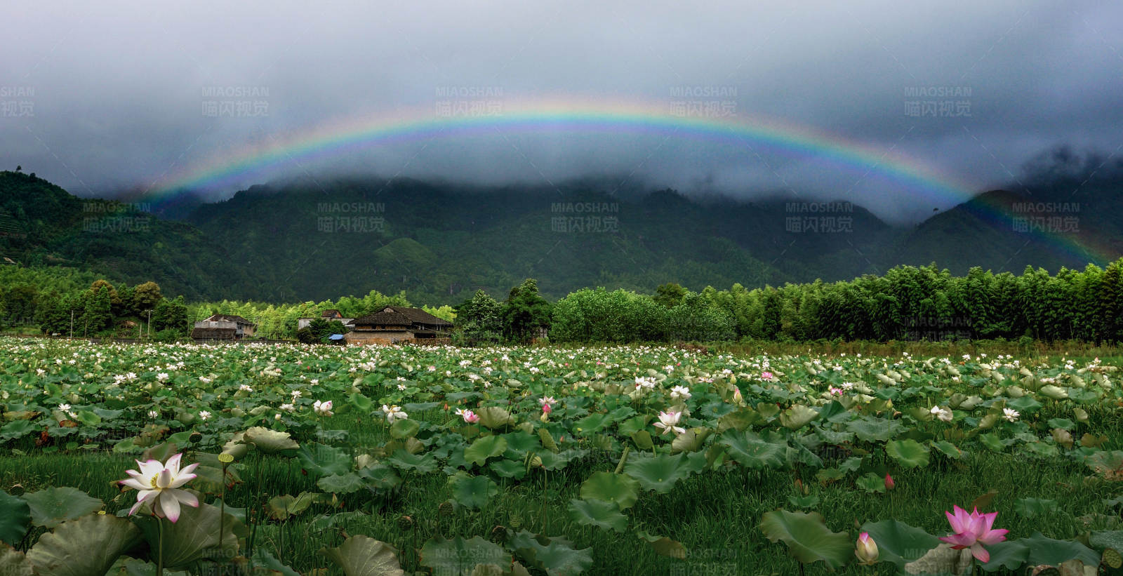 彩虹莲花田图片