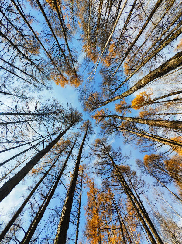 仰望秋日的树梢图片