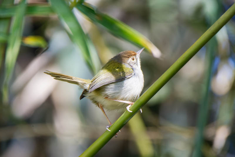 长尾缝叶莺栖息在绿叶间图片