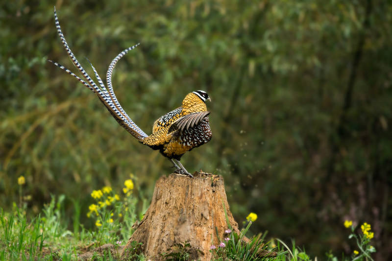 华丽雉鸡展翅舞图片