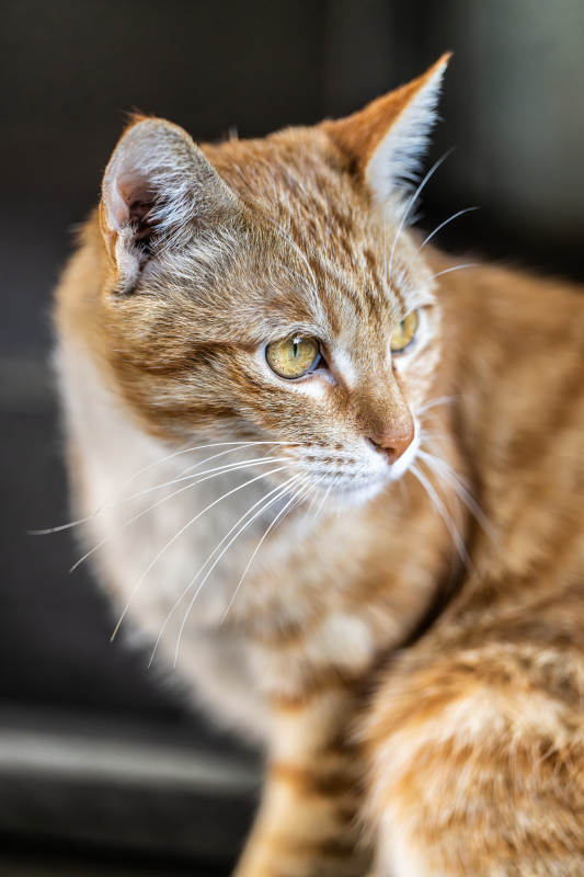 橙色猫咪的凝视图片