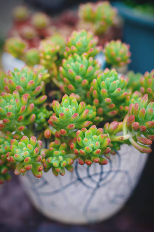 多肉植物特写图片