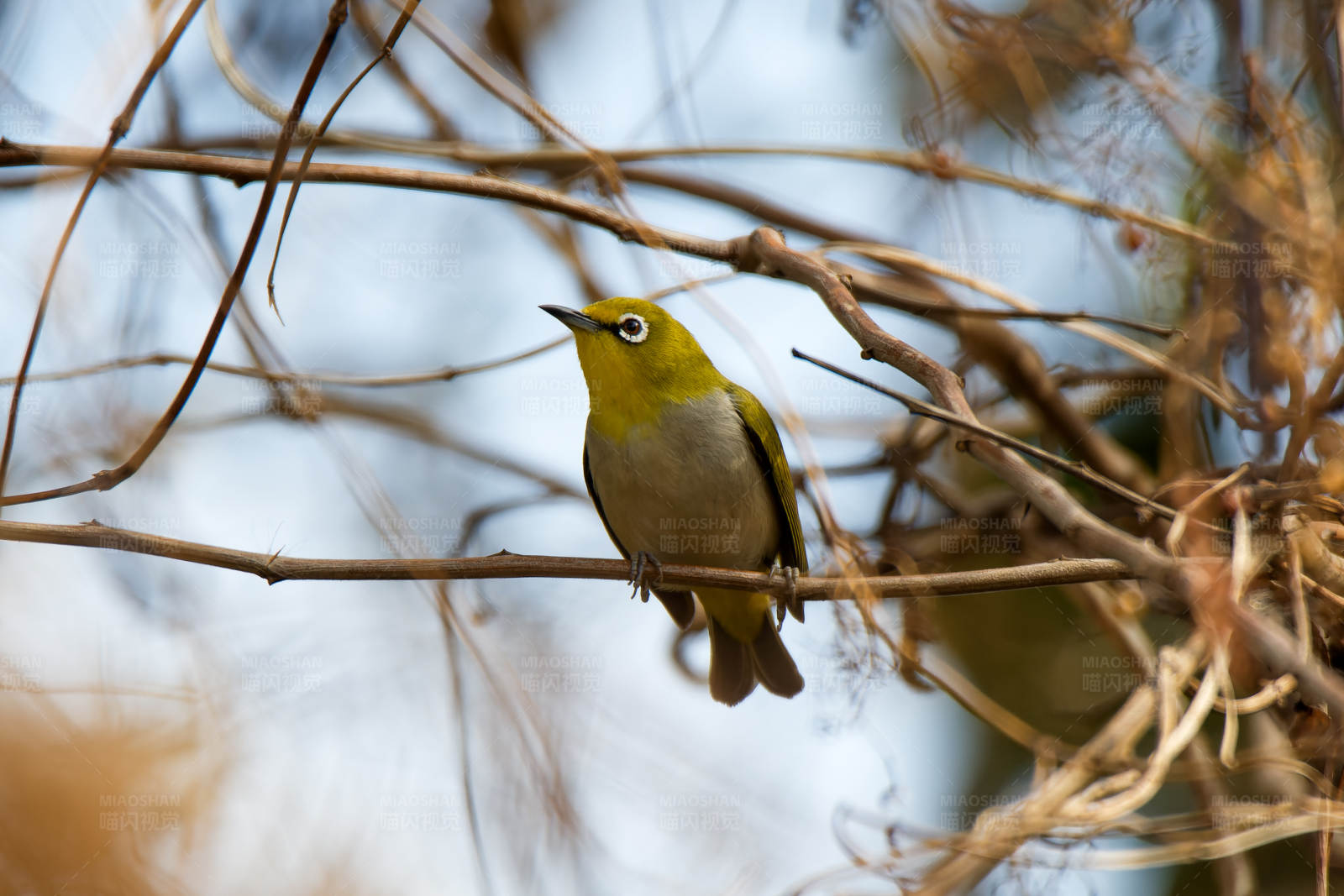 黄鸟栖枝头图片