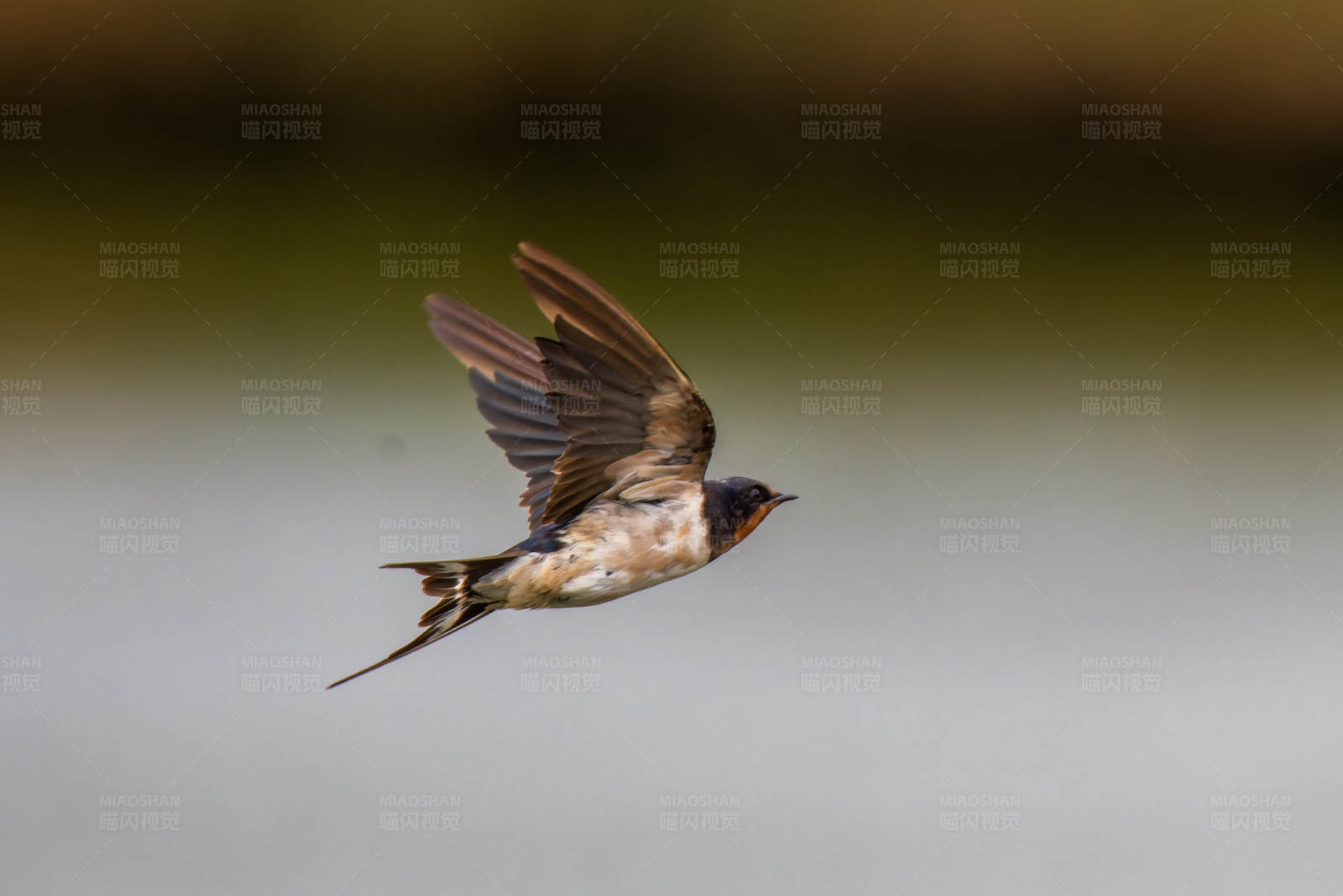 飞翔的燕子图片
